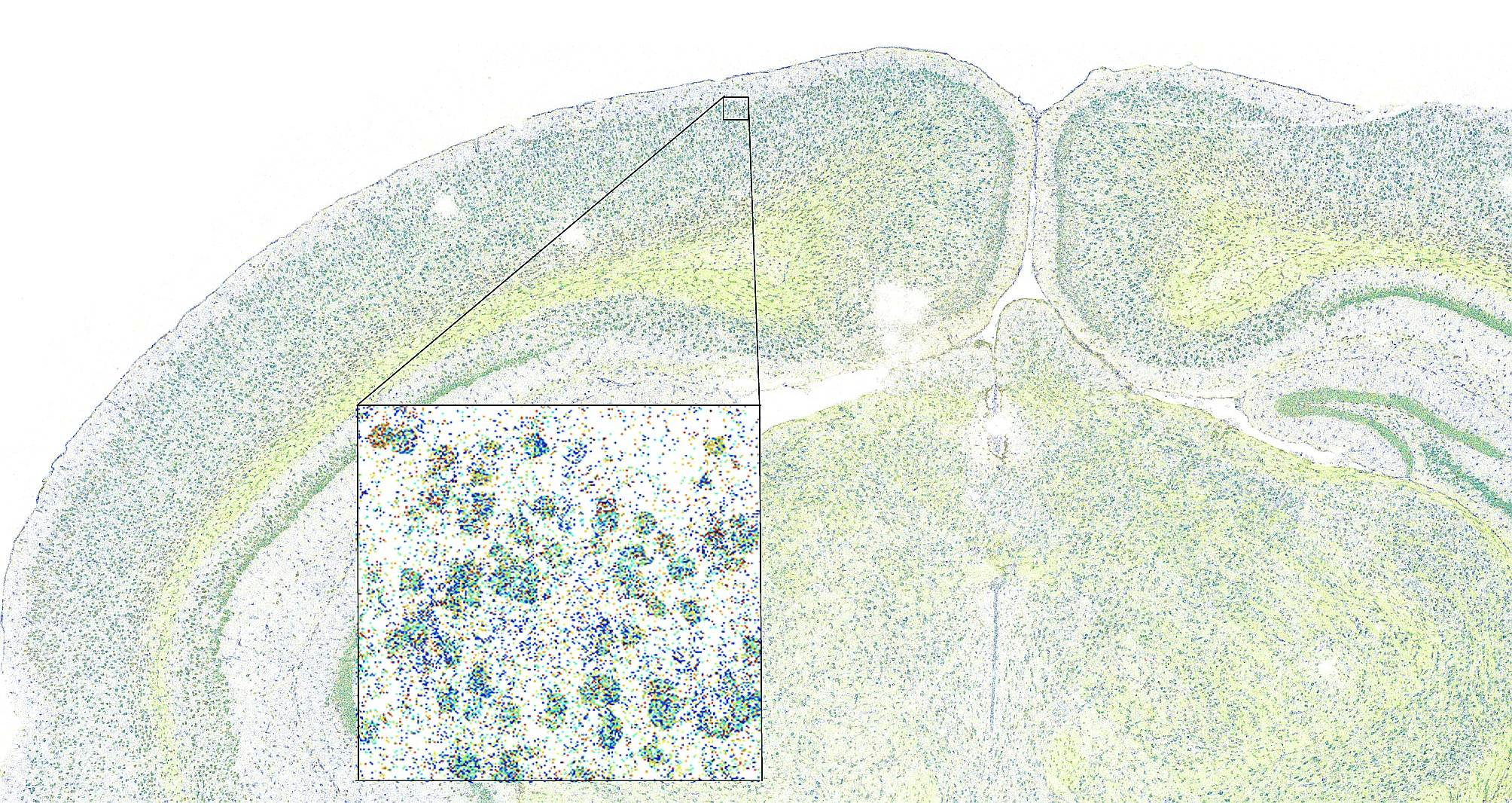 mouse brain image